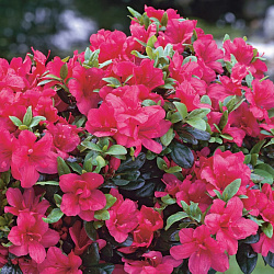 Азалия японская Maruschka
